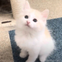 オンライン見学
